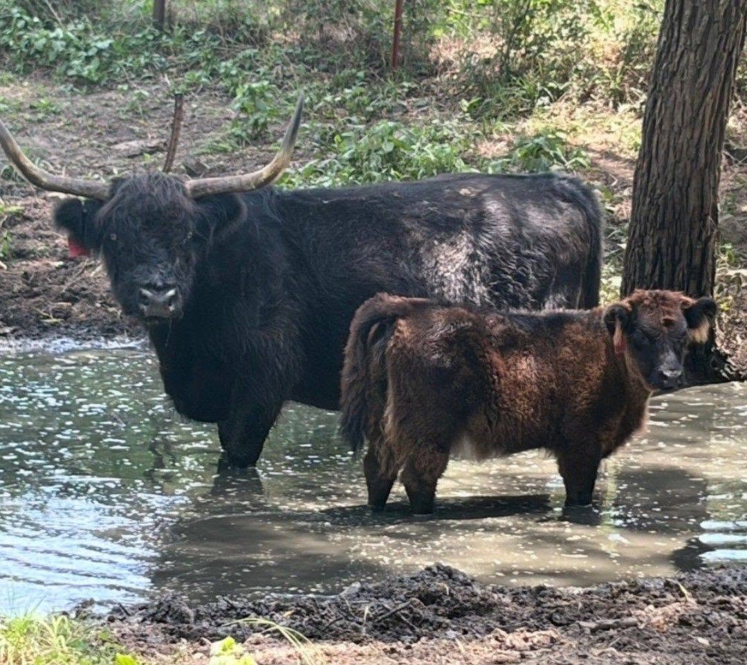 Abby, a black Mini Highland heifer with a white belly, standing in the water beside her mother