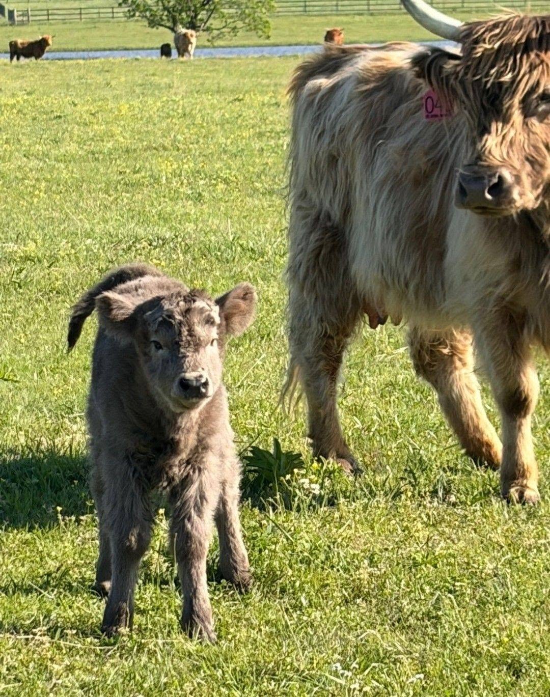 Beth, a dun Mini Highland heifer, standing in a pasture beside her mother