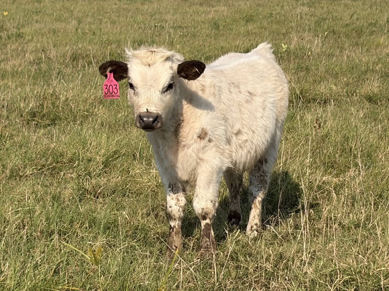 Mr. Rip, a white Mini Highland bull calf, posing in a sunny pasture