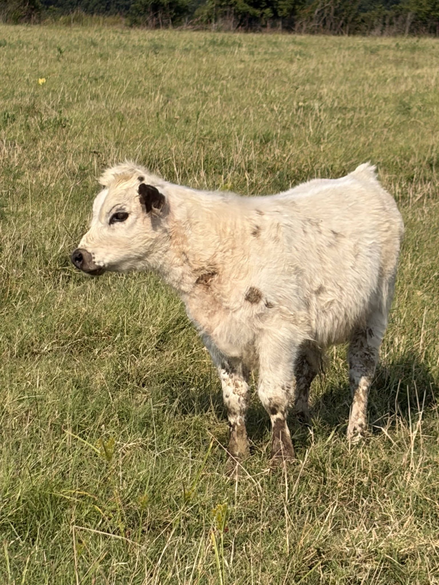 Side view of Mr. Rip enjoying the sunshine in the pasture