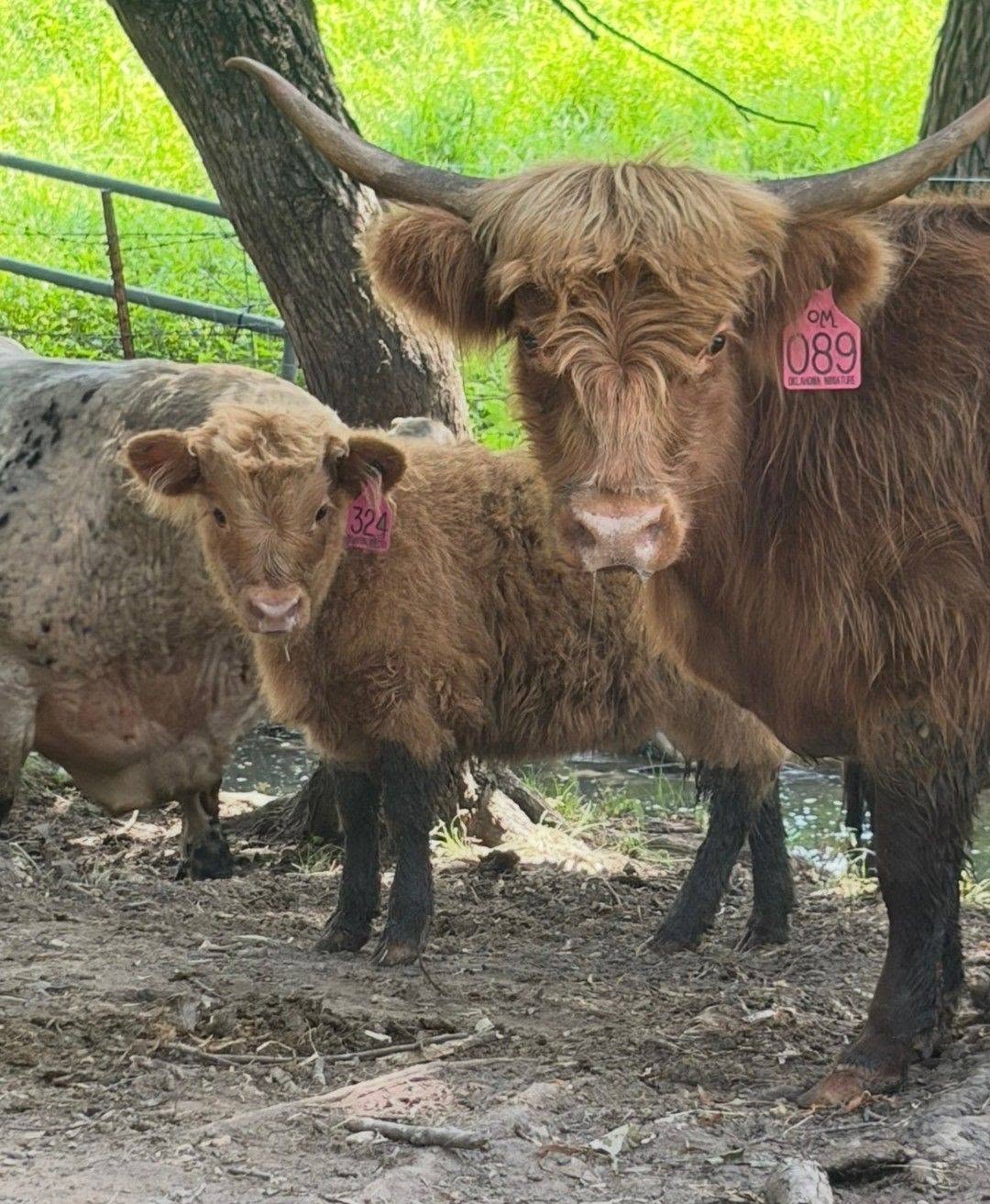 Teeter, a young Mini Highland calf, standing beneath the trees